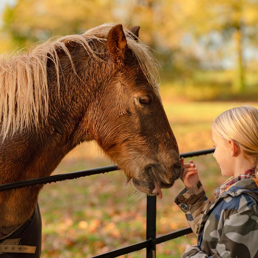 Pony in a paddock leaning over the fencing enjoying some affection from a young girl in the winter Rutland sunshine