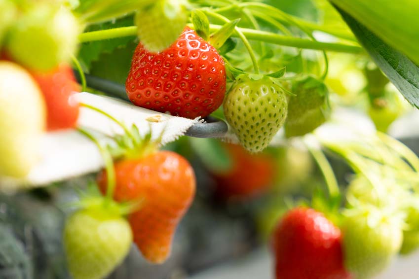 Strawberries ripening at Rutland Water Fruit Farm Manton