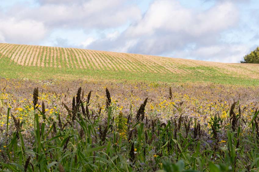 wildflower planted plot next to cover crop farmers field in Rutland