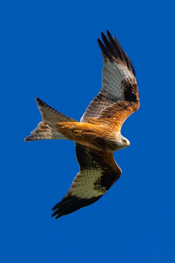 A red kite bird of prey soaring under a bly sky hunting for prey with sharp eyes