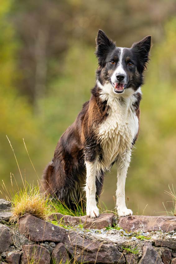 Pet photography border collie dog posing on stone wall