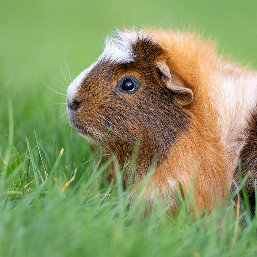 Pet guinea pig roaming in the grass high quality close up head shot