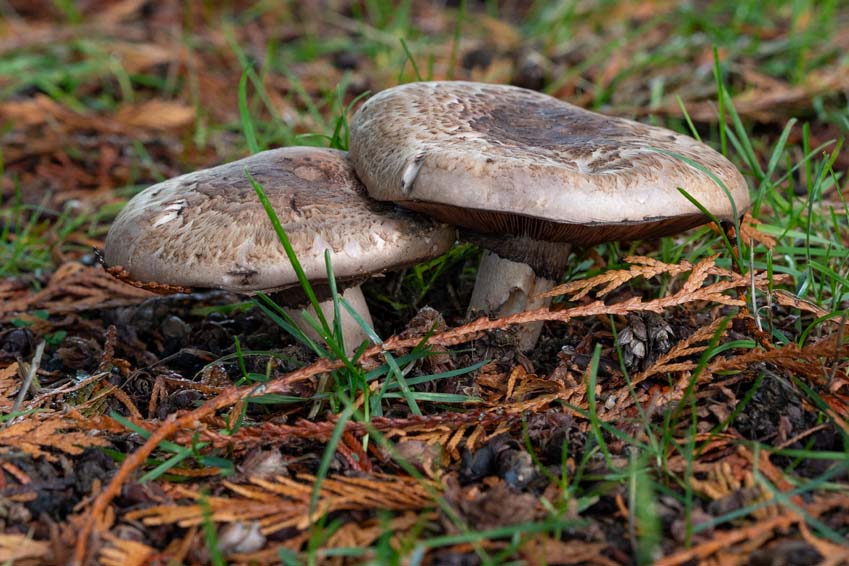 Closeup photo of fungus mushrooms toadstools growing in the autumn sunshine