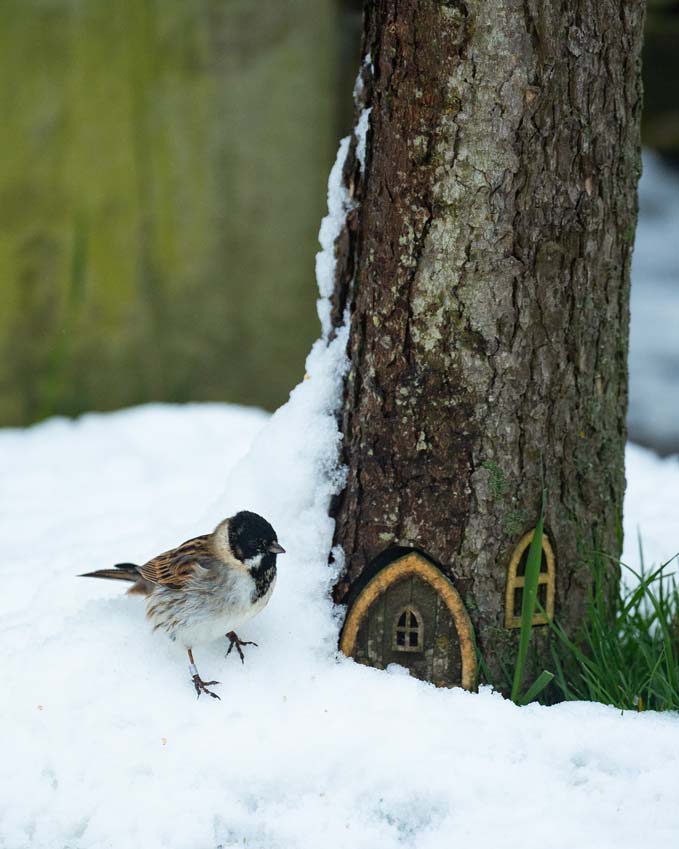 Snow in Rutland bird waiting outside the fairy door for food or warmth or both