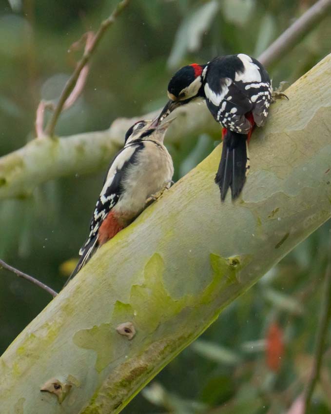Lesser spotted woodpecker male feeding his fledgling son