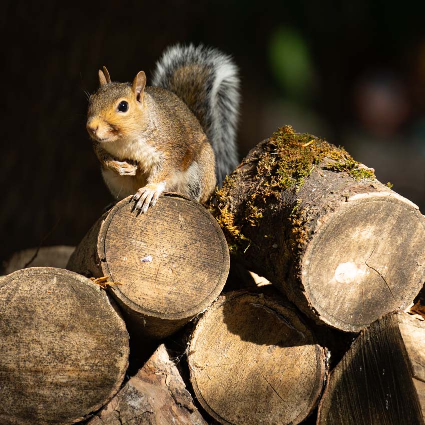 Grey squirrel on log pile enjoying the winter sunshine in Rutland
