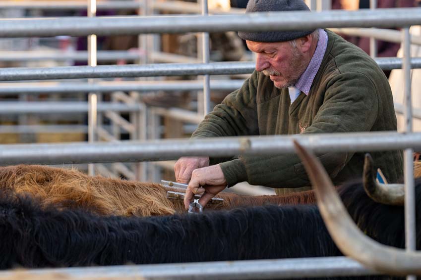 Hairdressing at The Uppingham Fatstock Show 2025