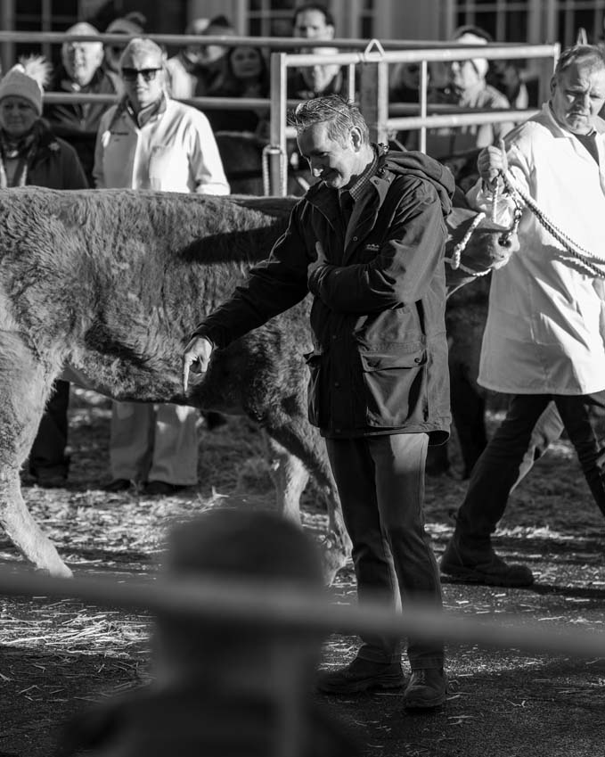 The head judge directing proceedings at the Uppingham Fatstock Show 2025
