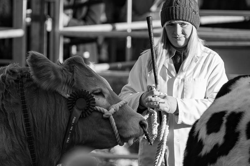 Intensity caught in the light at The Uppingham Fatstock Show 2025